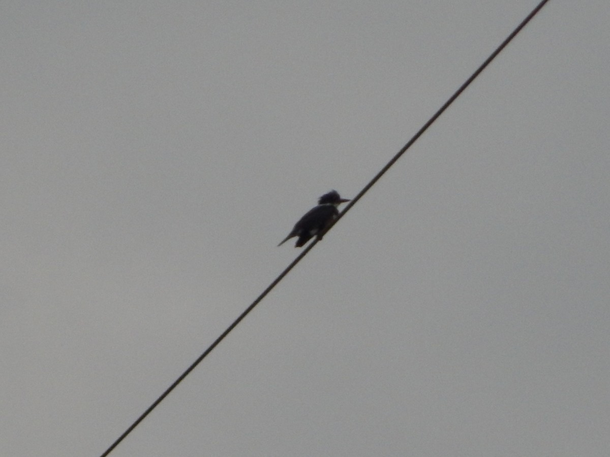 Belted Kingfisher - ML32544781
