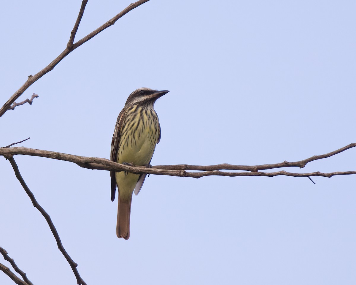 Sulphur-bellied Flycatcher - ML325448631