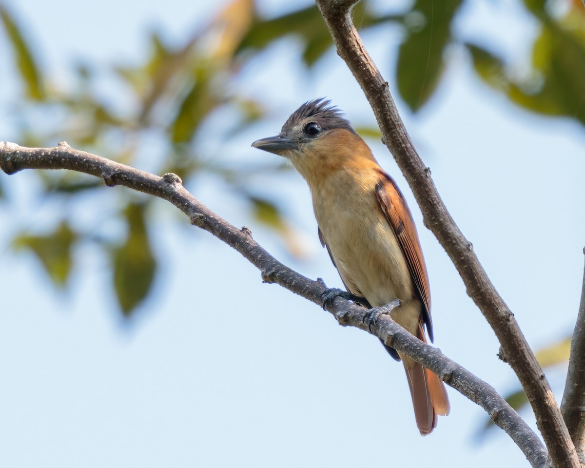 Rose-throated Becard - ML325448721