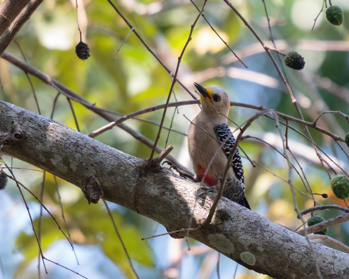 Yucatan Woodpecker - ML325448911