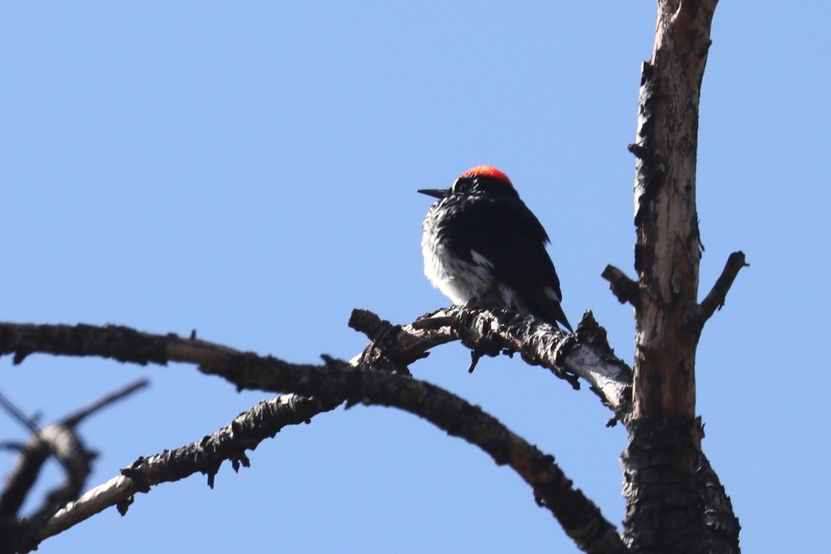 Acorn Woodpecker - ML325449231