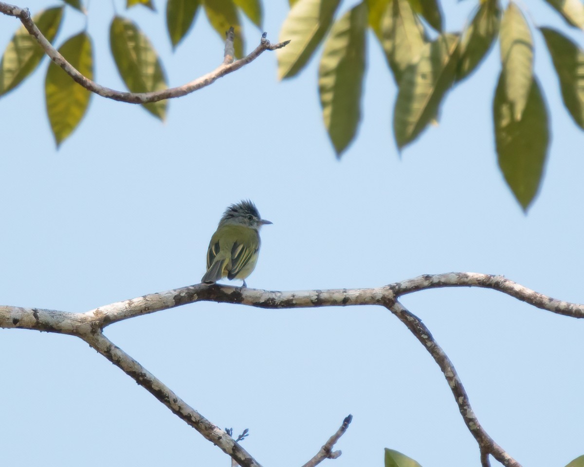 Yellow-green Vireo - ML325449281