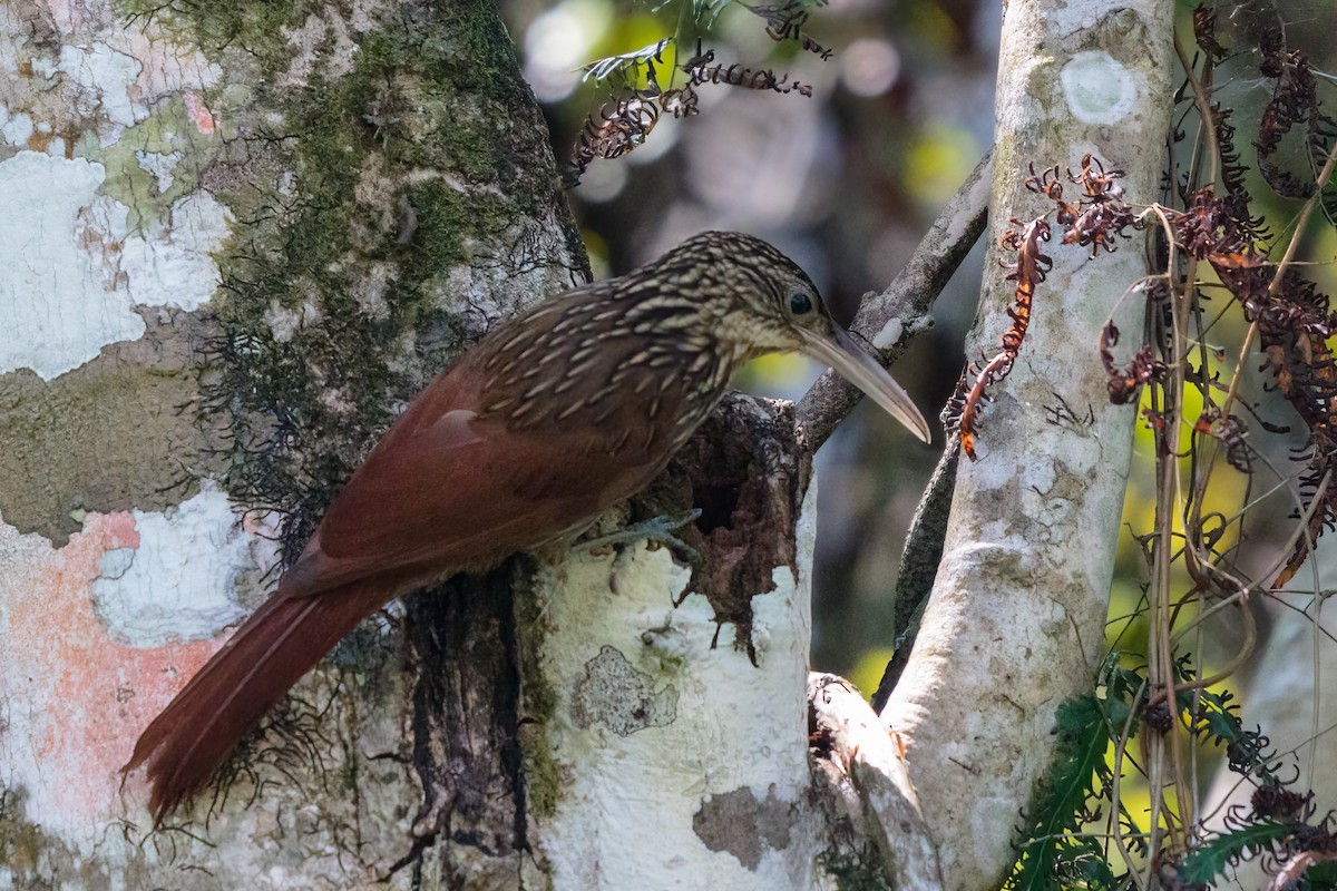 Ivory-billed Woodcreeper - ML325449591