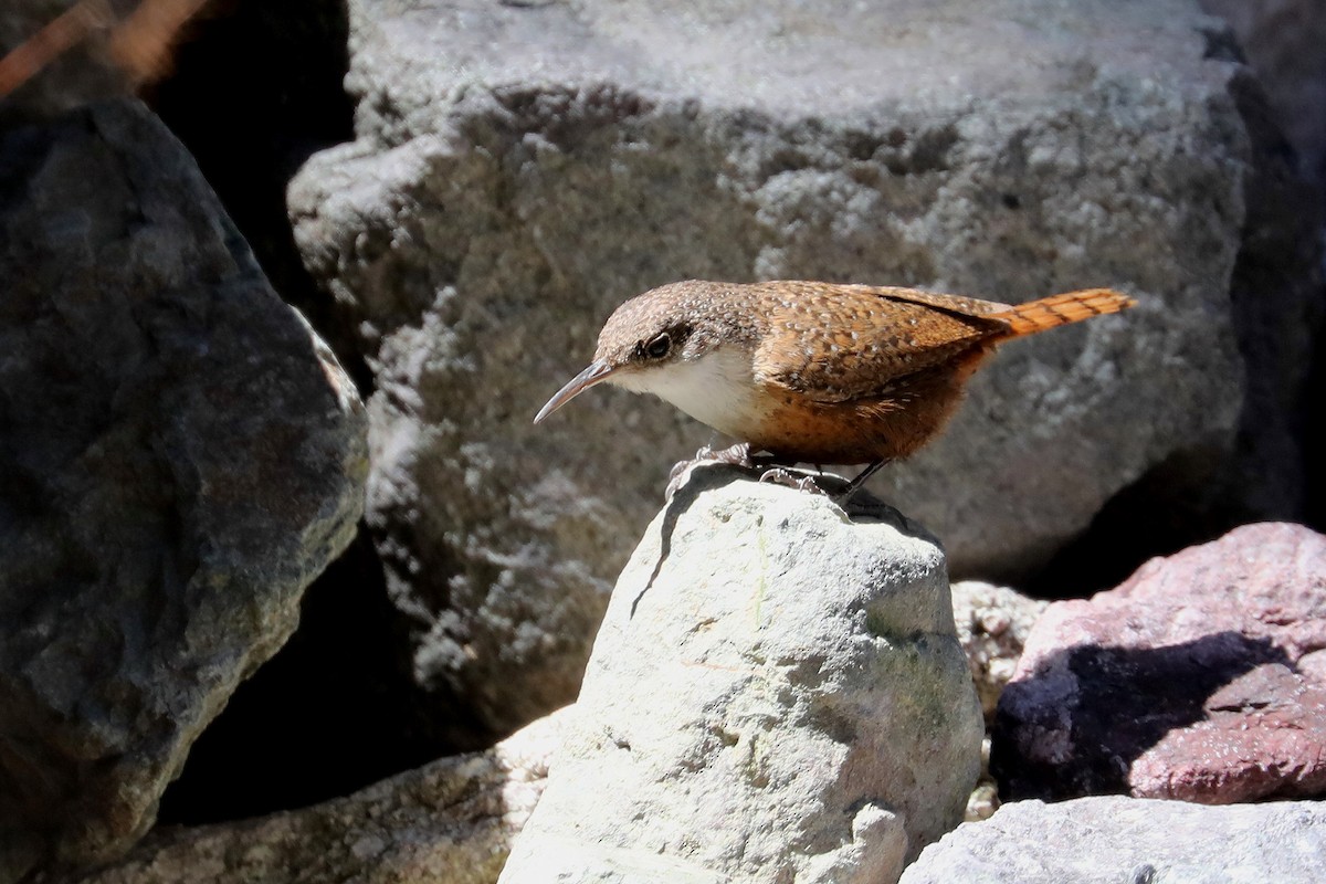 Canyon Wren - ML325449611