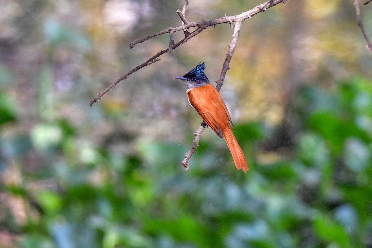 lejskovec rajský - ML325450041