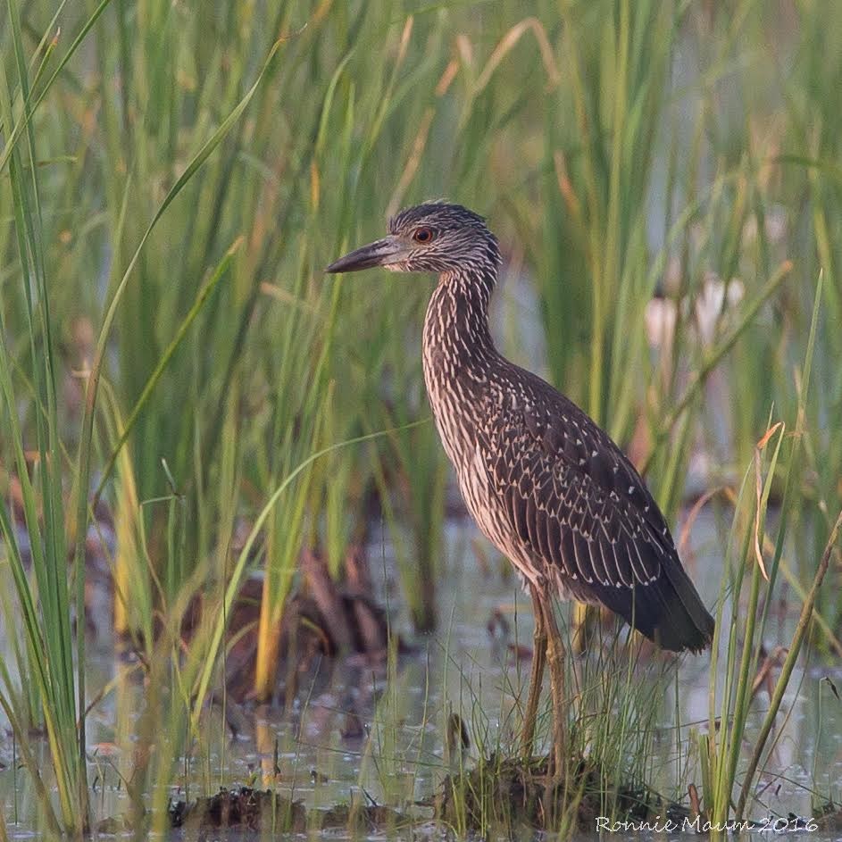 Yellow-crowned Night Heron - Terry  Davis