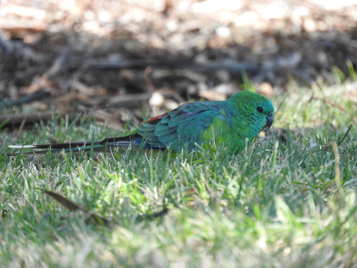 Red-rumped Parrot - ML325451551