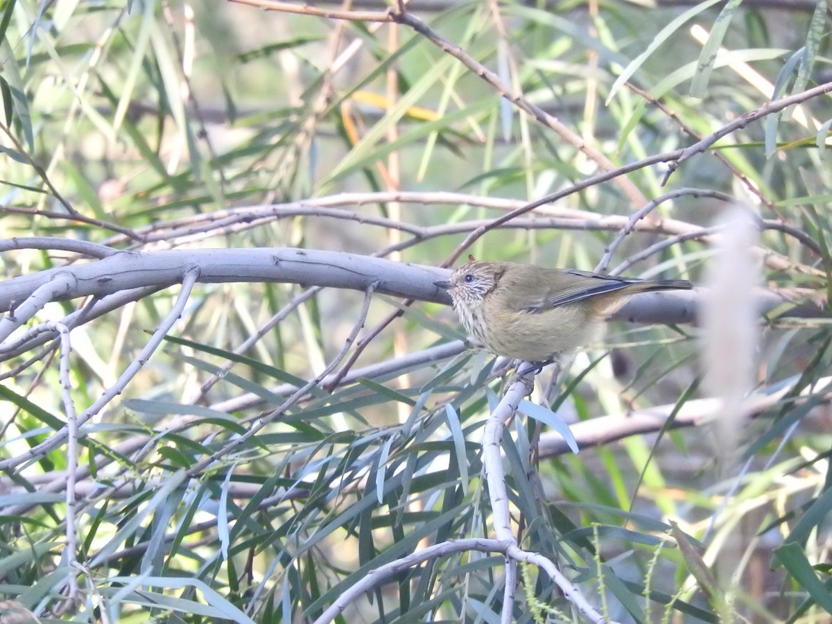 Striated Thornbill - ML325451641