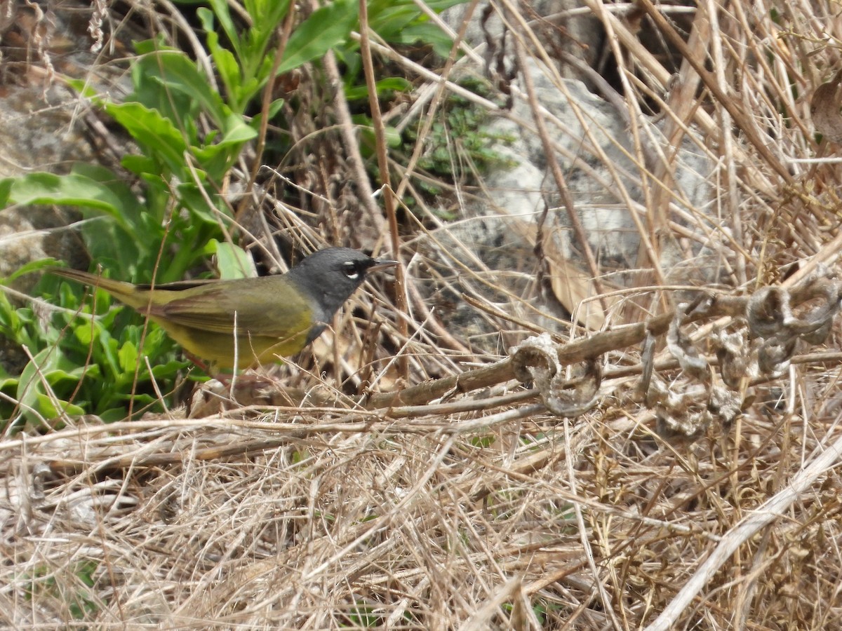 MacGillivray's Warbler - James Maley