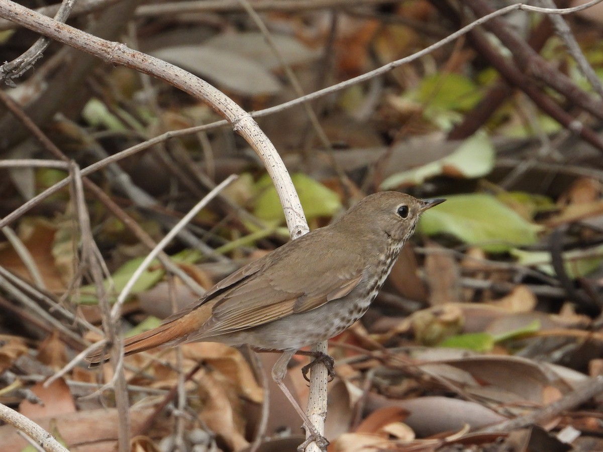 Hermit Thrush - James Maley