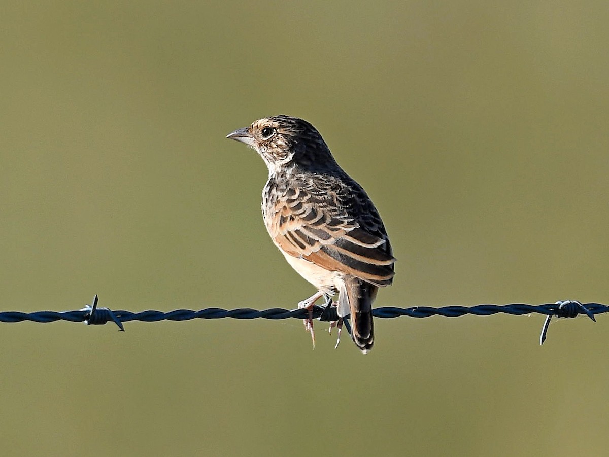 Singing Bushlark (Australasian) - ML325453281