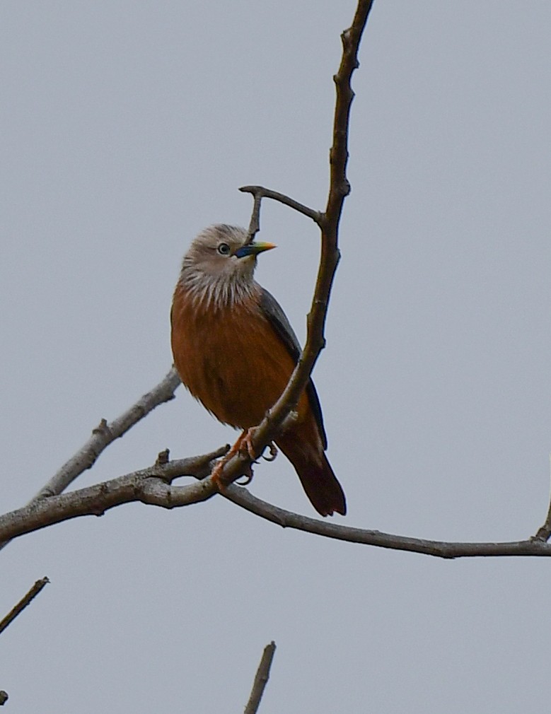 špaček rezavobřichý - ML325453561