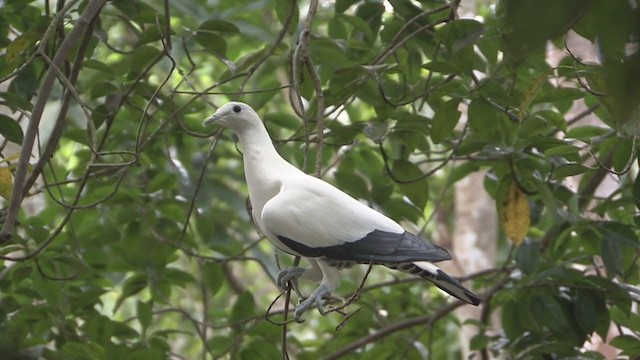 Torresian Imperial-Pigeon - ML325453861