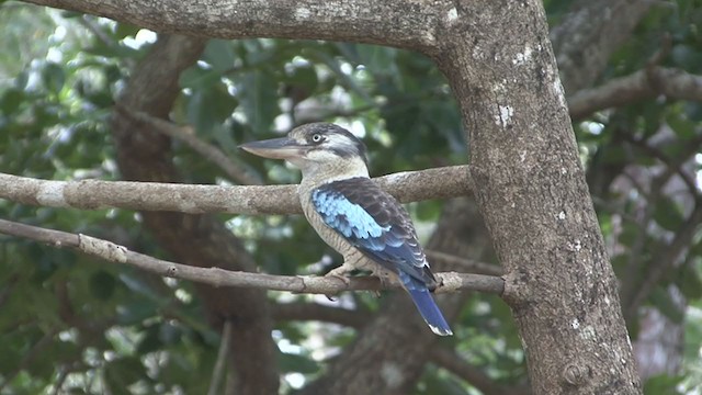 Blue-winged Kookaburra - ML325453921