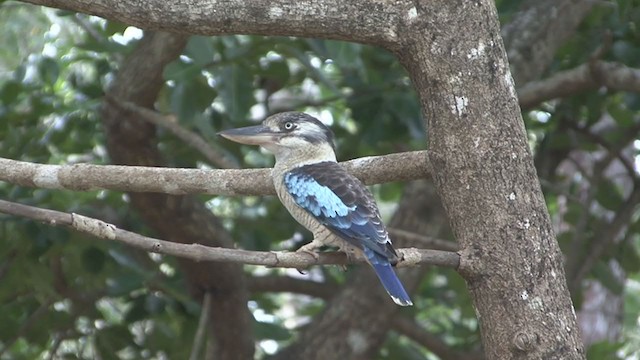 Martin-chasseur à ailes bleues - ML325453921