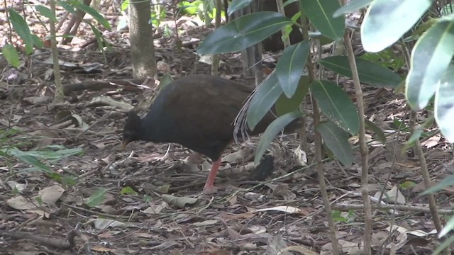 Rotbein-Großfußhuhn - ML325454021