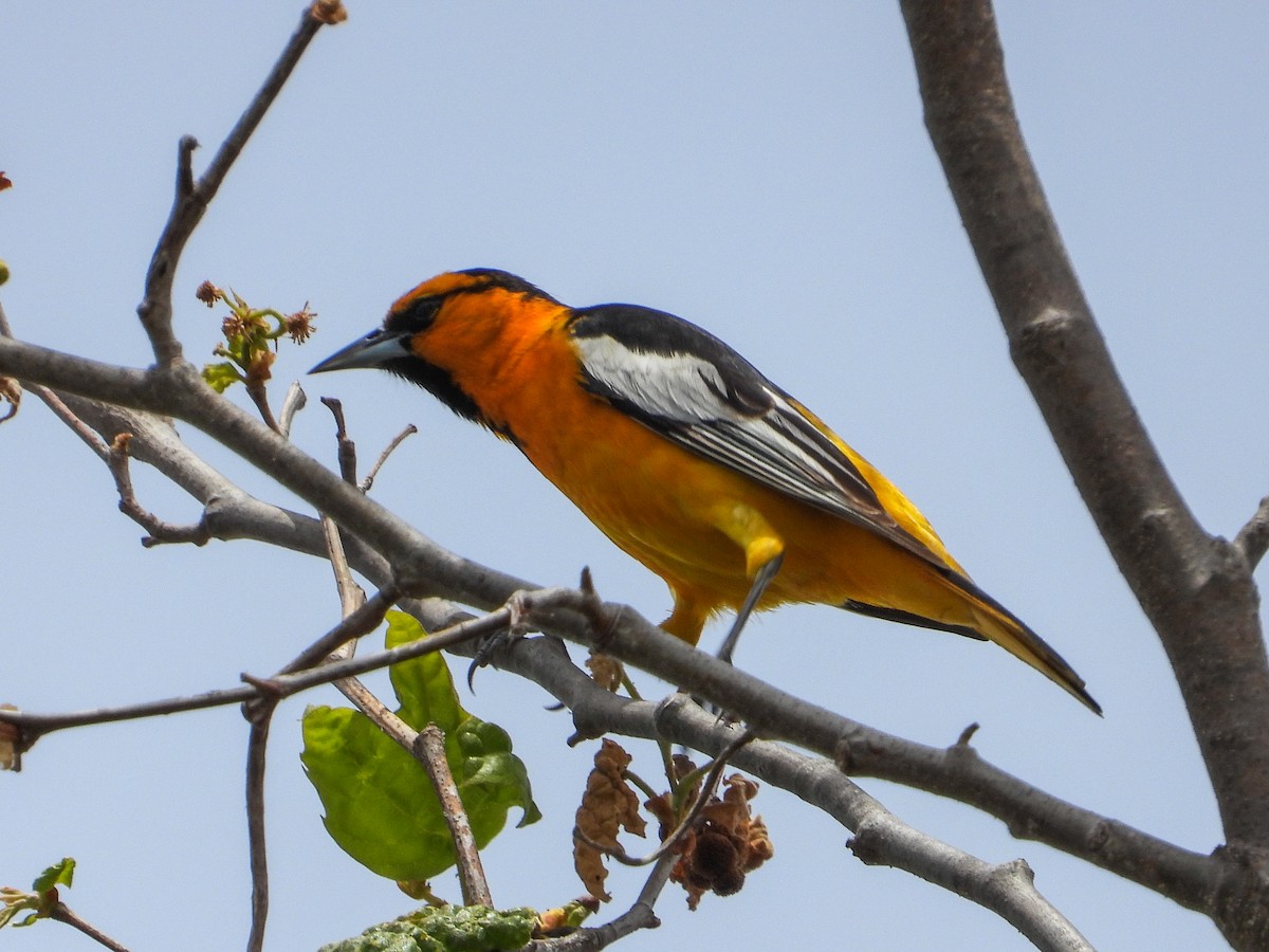 Bullock's Oriole - James Maley