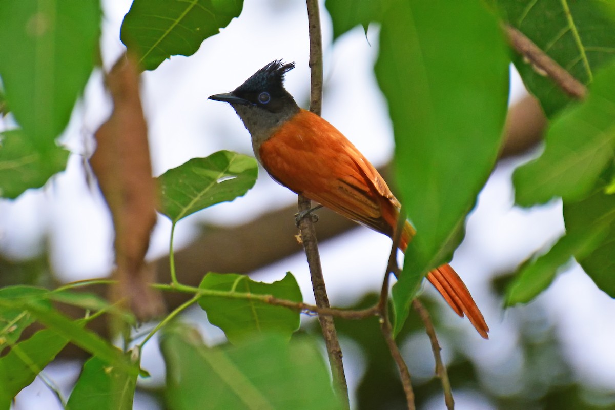 lejskovec rajský - ML325455331