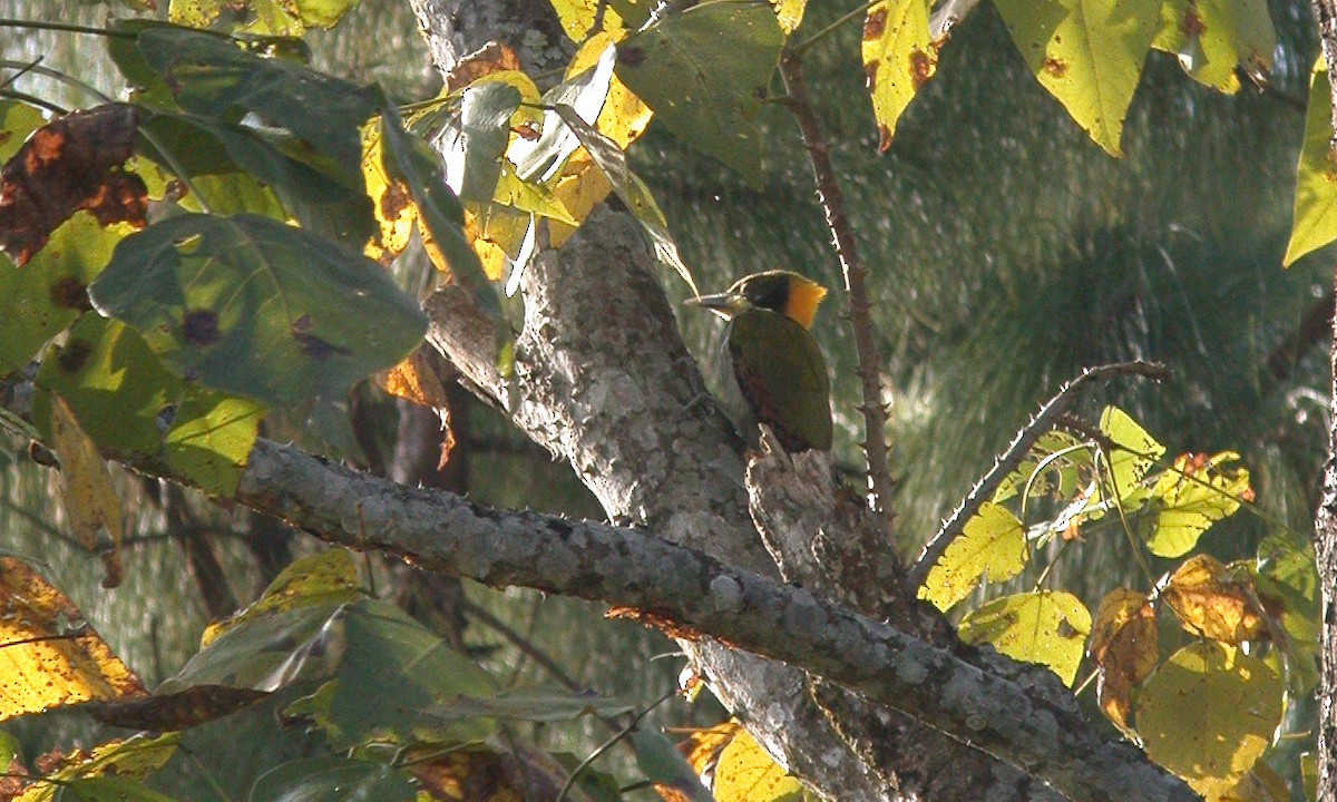 Greater Yellownape - Chris Wood