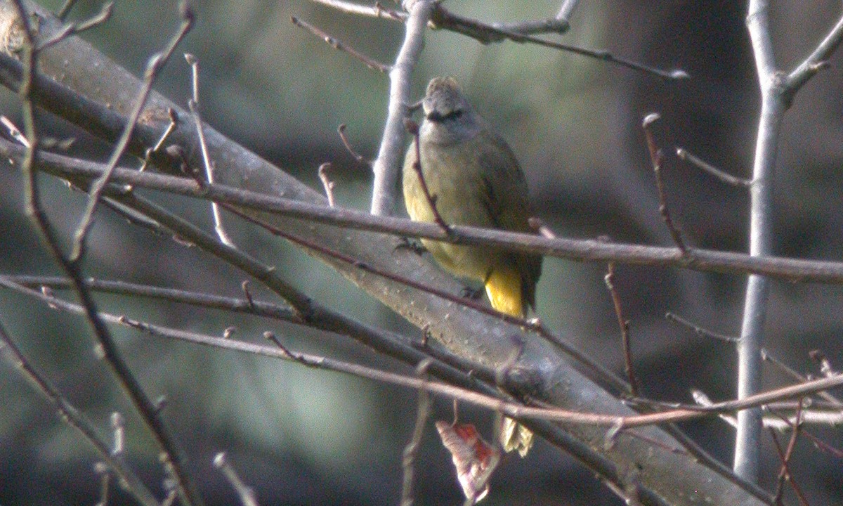 Flavescent Bulbul - Chris Wood