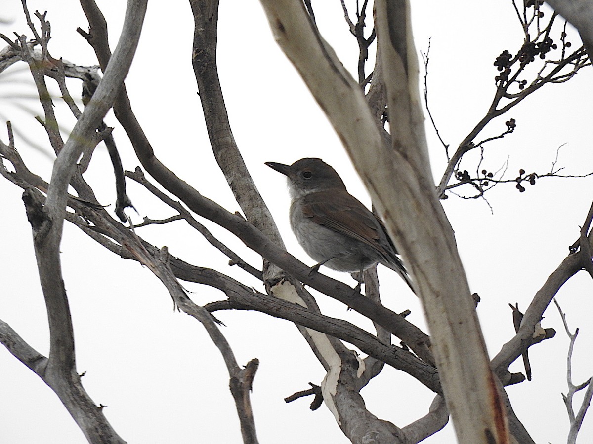 Gray Shrikethrush - George Vaughan