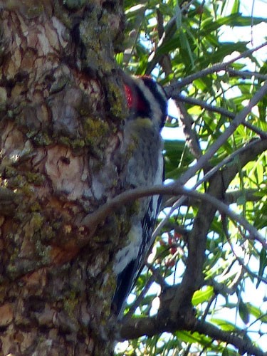 Yellow-bellied Sapsucker - Gena Zolotar