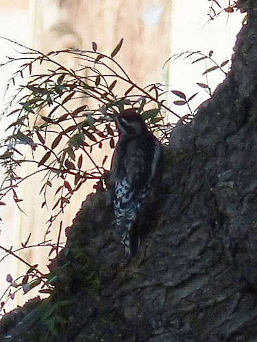 Yellow-bellied Sapsucker - ML32546181