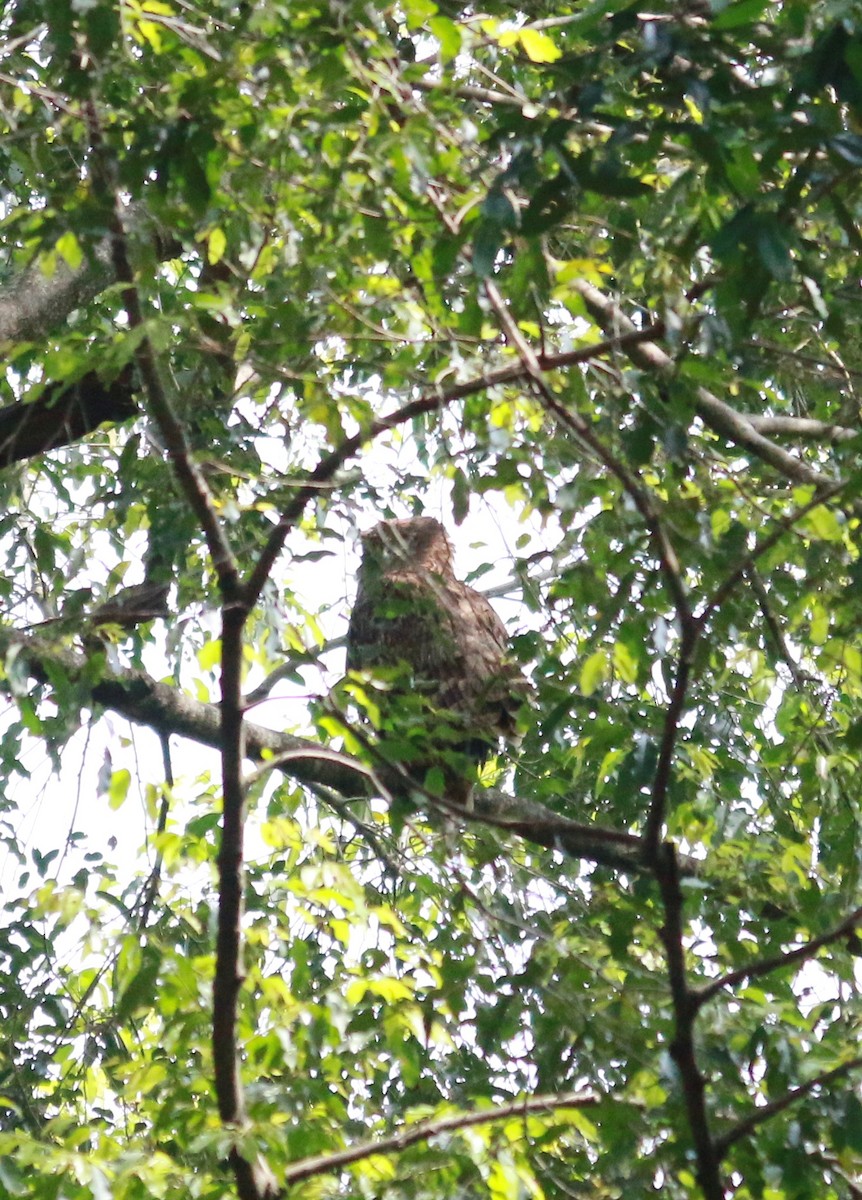 Brown Fish-Owl - ML325463531