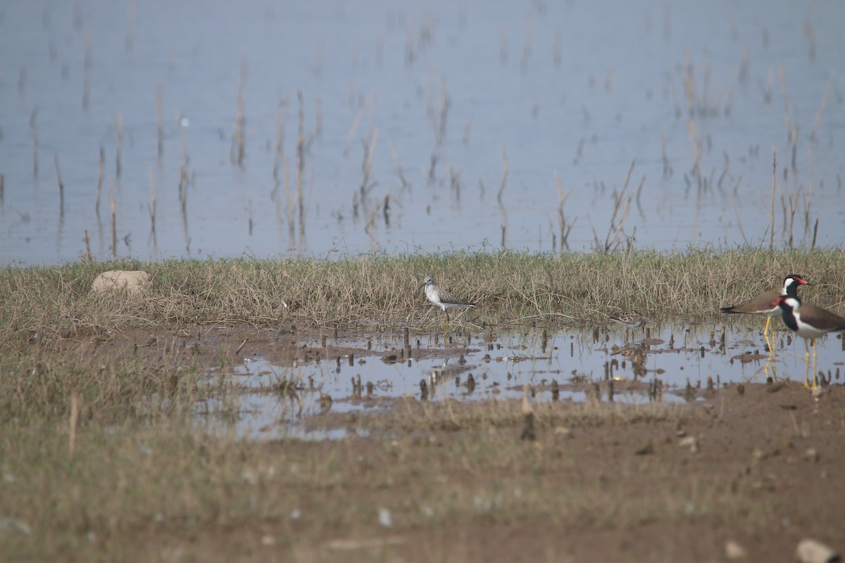 Marsh Sandpiper - ML325465741