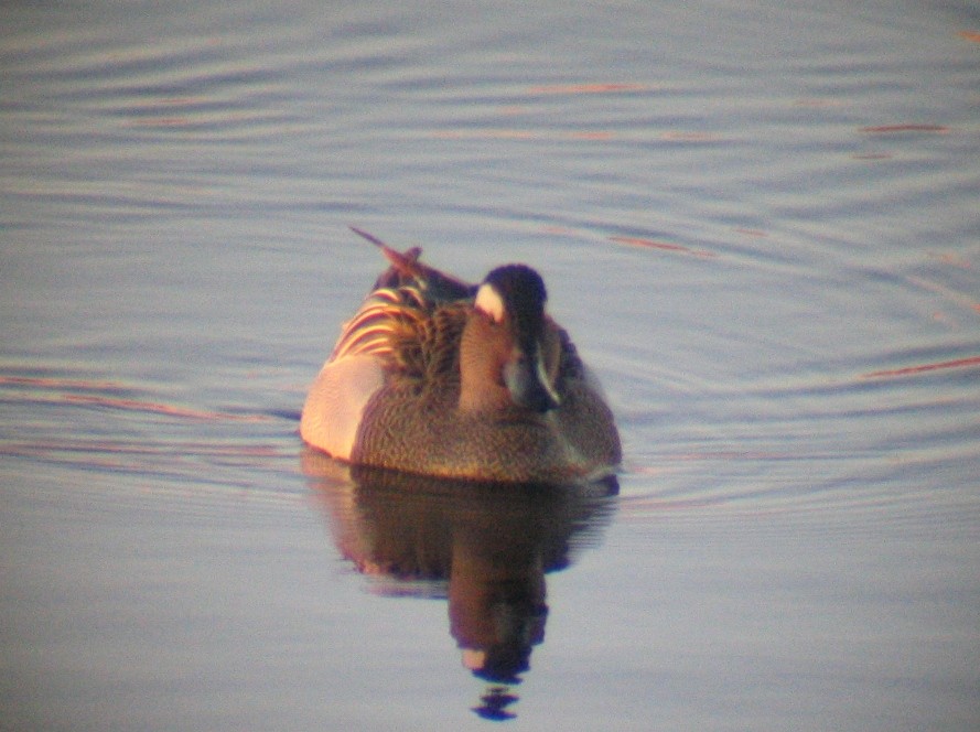 Garganey - ML32546911