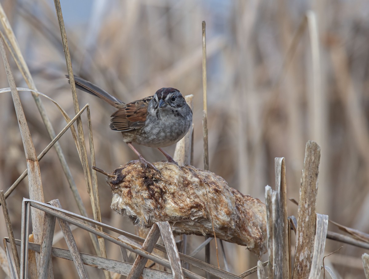 Swamp Sparrow - Ronnie d'Entremont