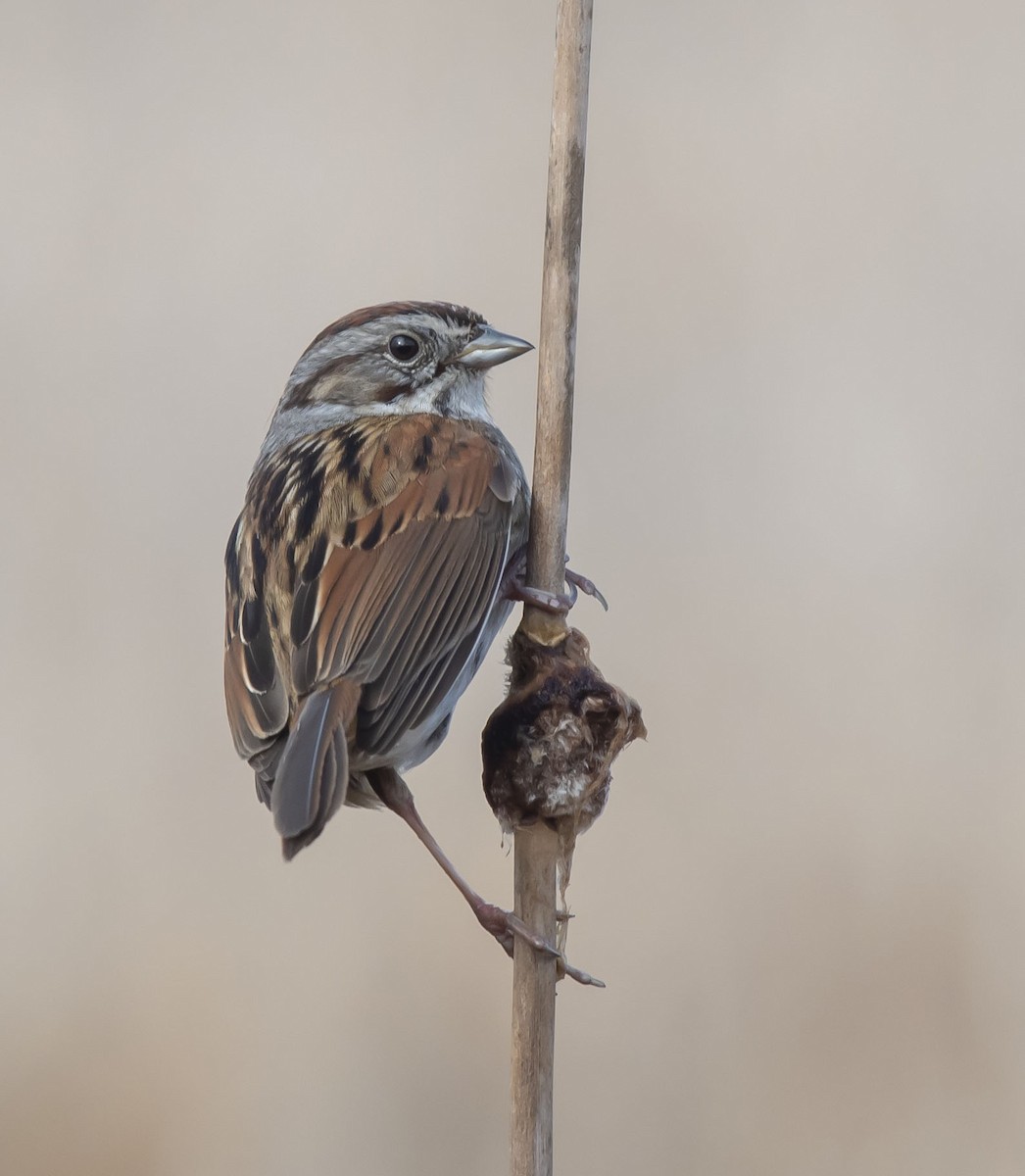 Swamp Sparrow - ML325470701