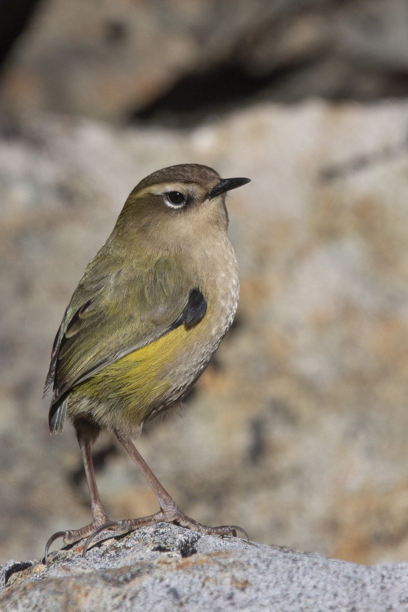 South Island Wren - ML325470991