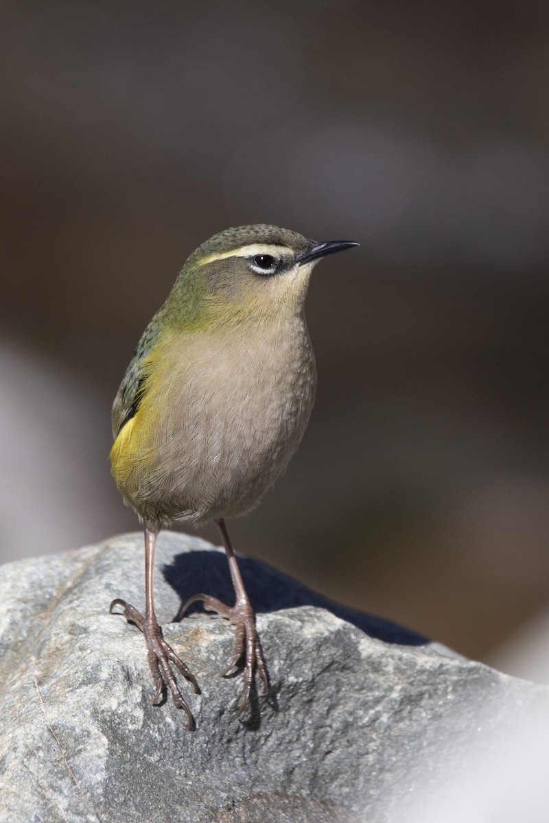 South Island Wren - ML325471001