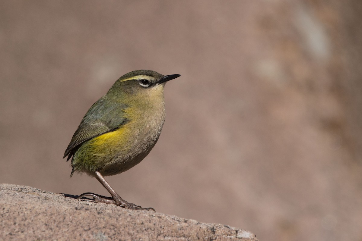 South Island Wren - ML325471011