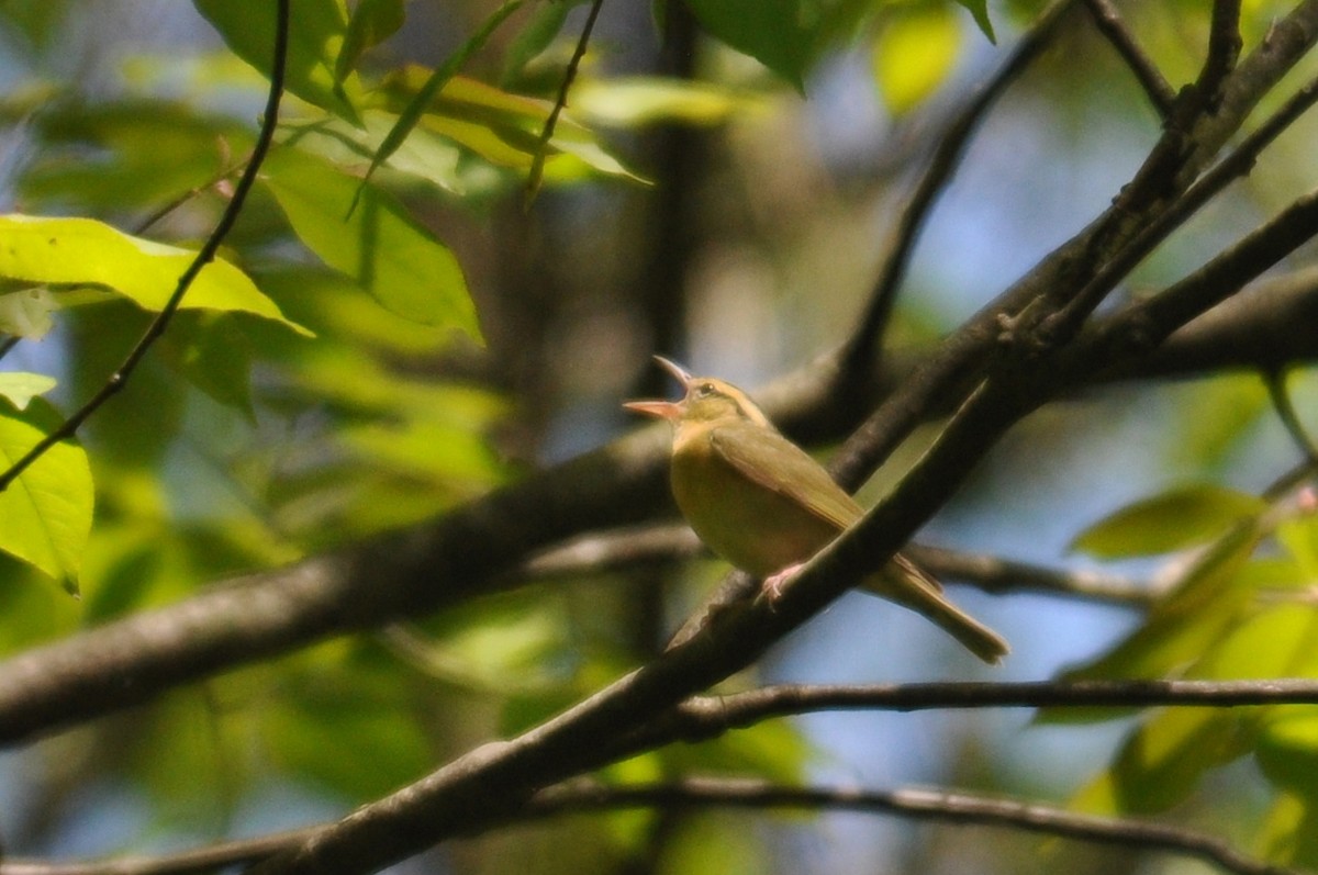 Worm-eating Warbler - ML32547111