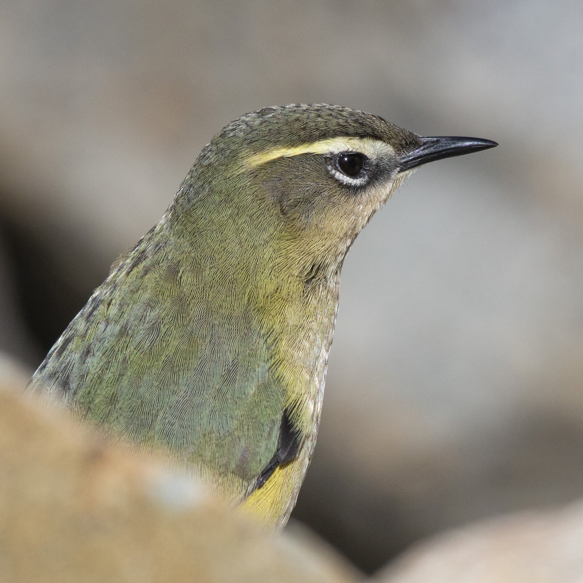 South Island Wren - ML325471261