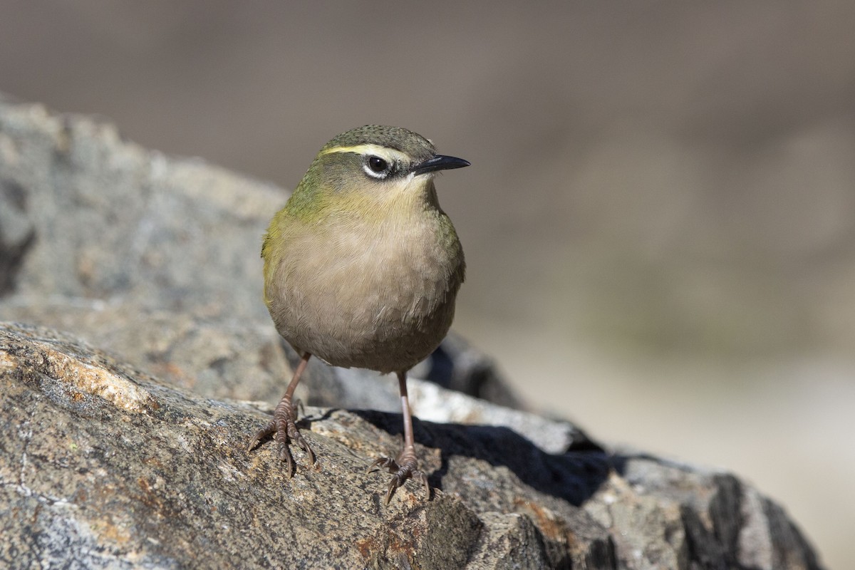 South Island Wren - ML325471271