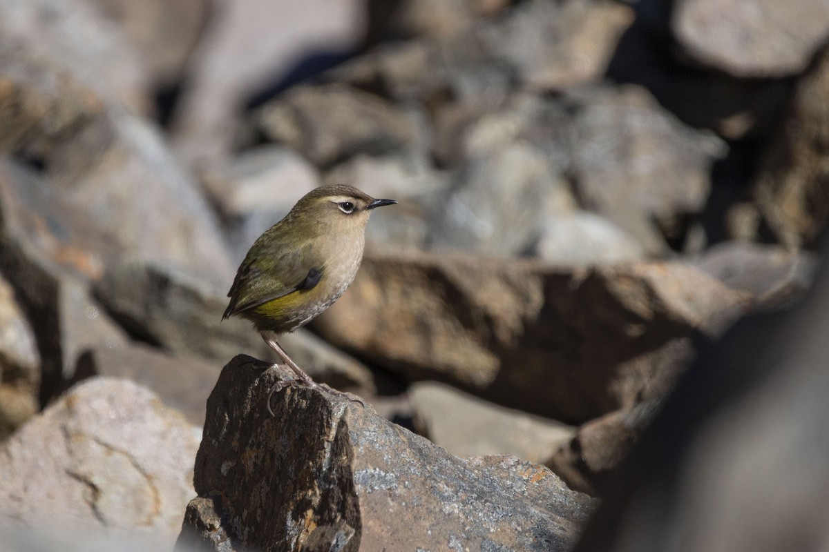 South Island Wren - ML325471281