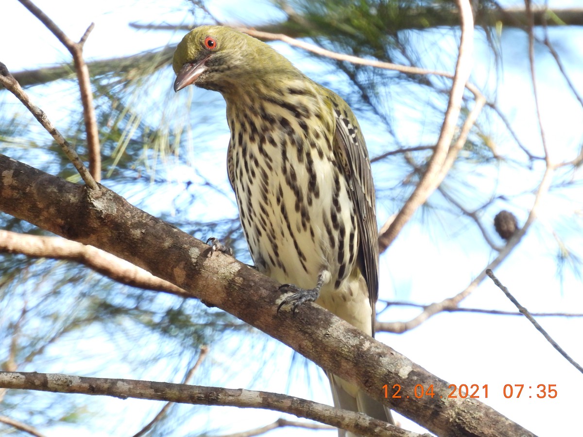 Olive-backed Oriole - ML325472321