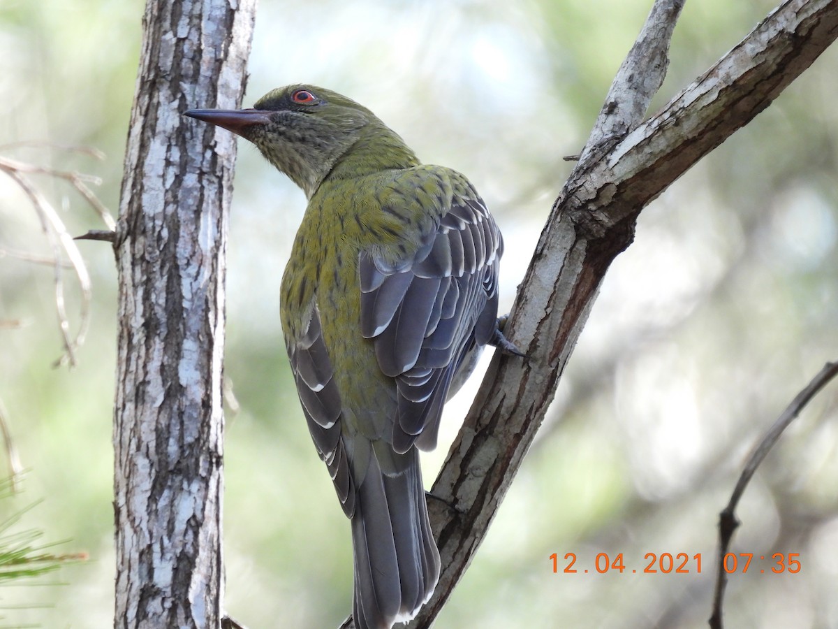 Olive-backed Oriole - ML325472351