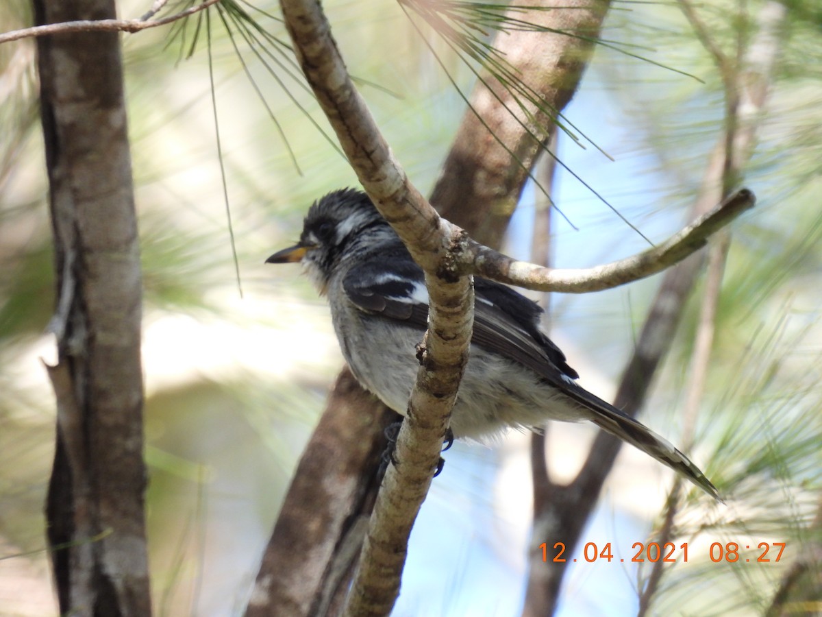 White-eared Monarch - ML325472571