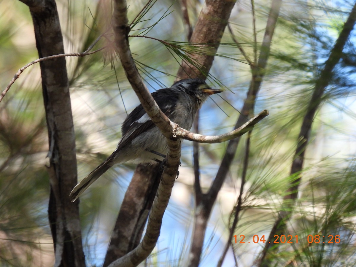 White-eared Monarch - ML325472581