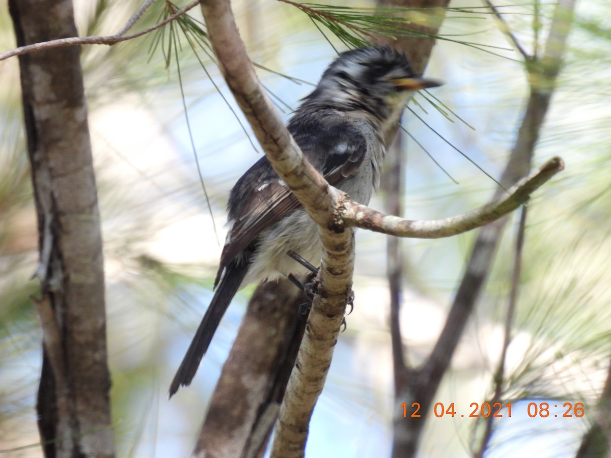 White-eared Monarch - ML325472591