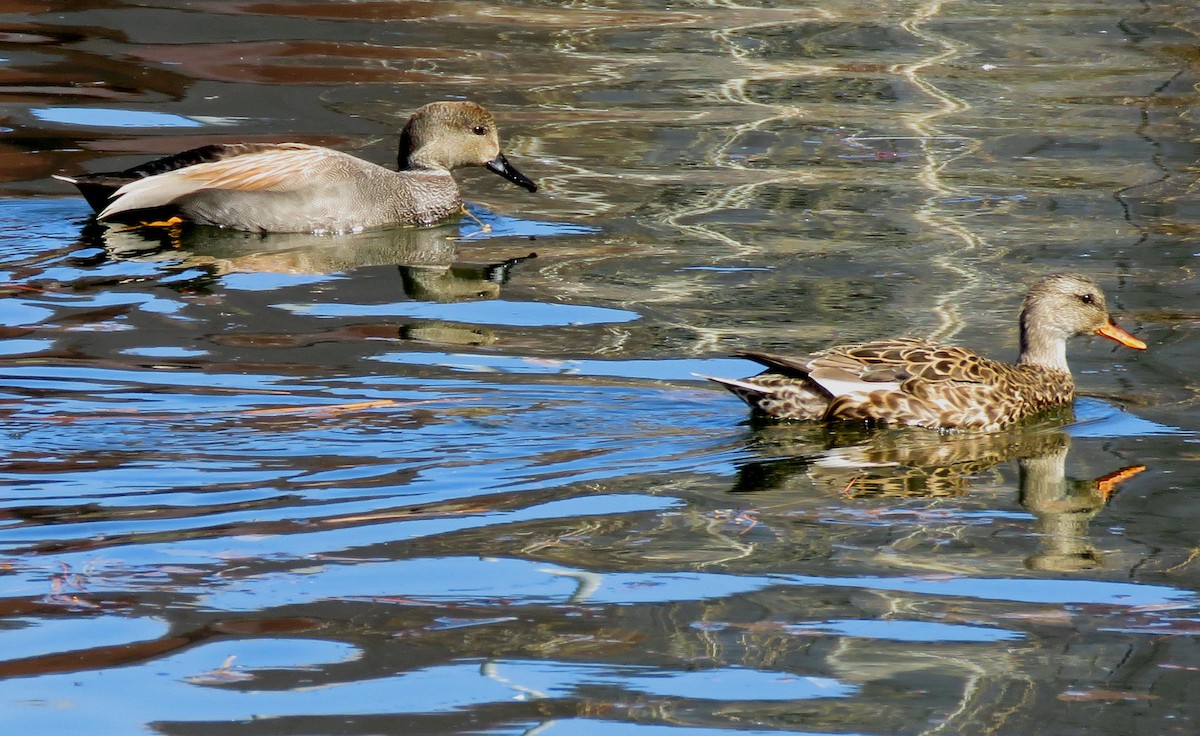 Gadwall - ML325474151