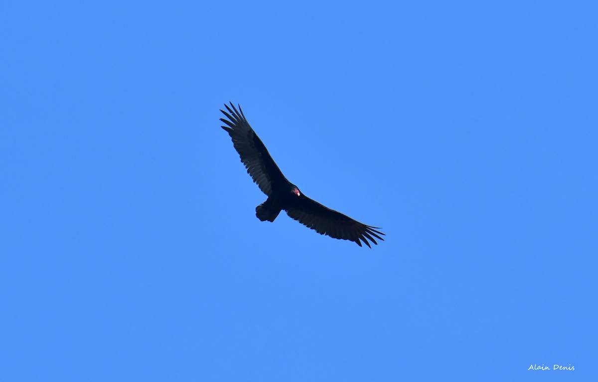 Turkey Vulture - ML325474231