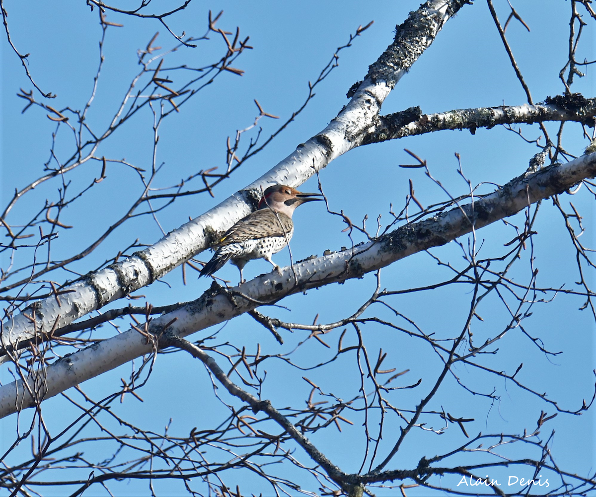 Northern Flicker - ML325474341