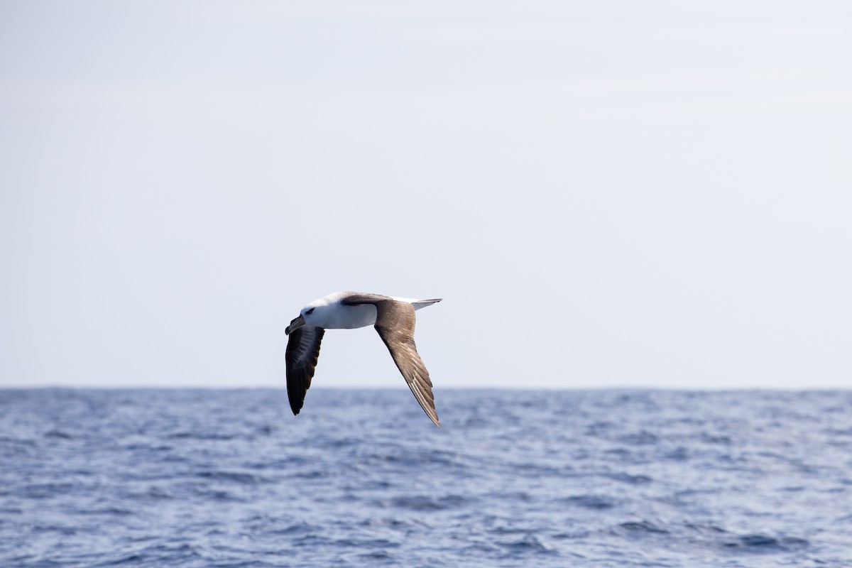 albatros černobrvý (ssp. impavida) - ML325474771