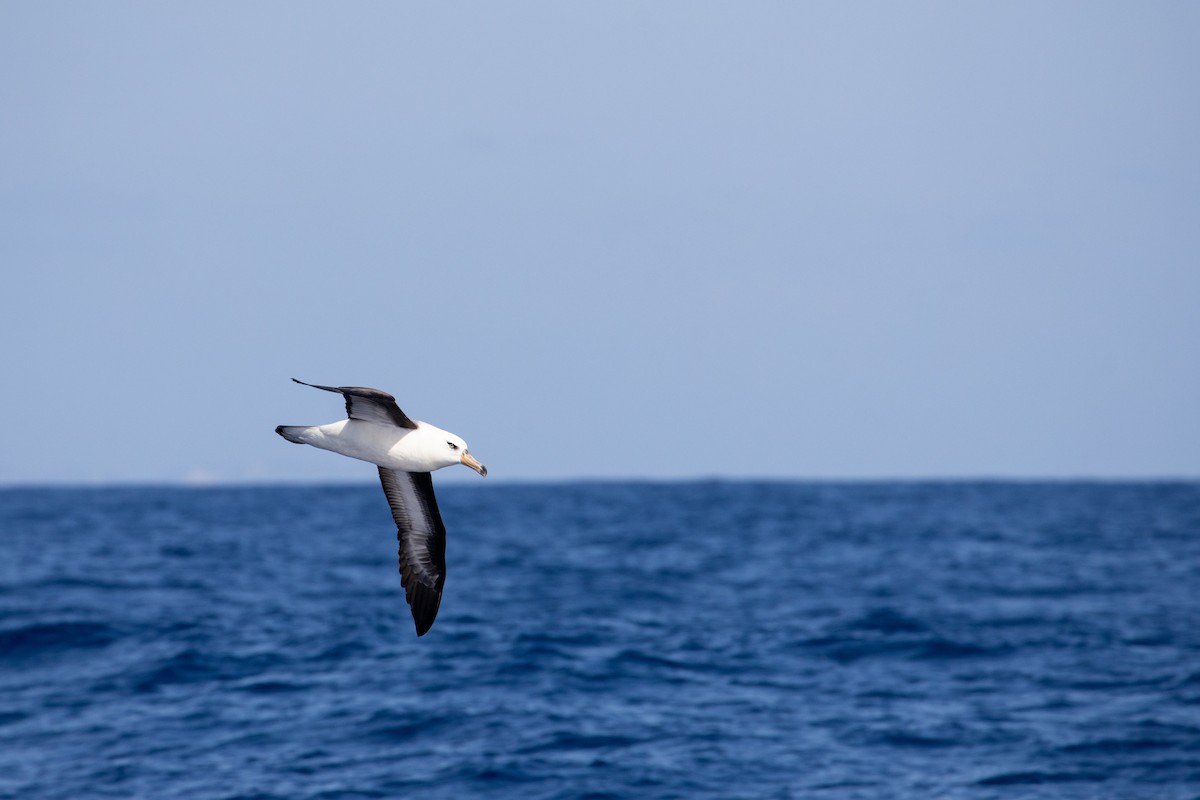 albatros černobrvý (ssp. impavida) - ML325474781