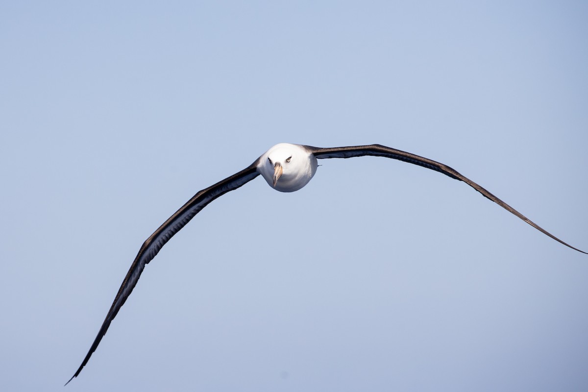 Black-browed Albatross (Campbell) - Dan Burgin